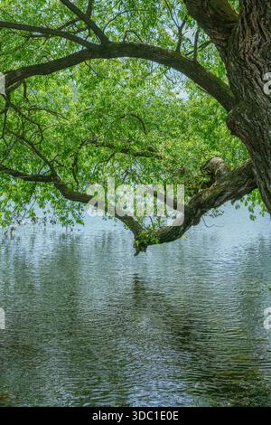 Baumzweig reflektiert in ruhigem Wasser Stockfoto