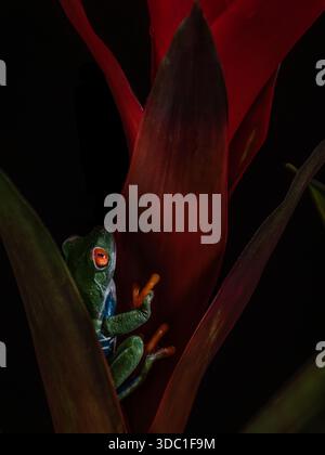 Das dunkle Studio präsentierte einen sehr lebendigen, rotäugigen Baumfrosch, der auf den verschiedenen Pflanzen, die sie für das Fotoshooting benutzten, sehr gut zukam. Stockfoto