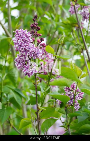 Syringa vulgaris, Fliedergefühl, rot-violette Blüten, weiß umrandet Stockfoto