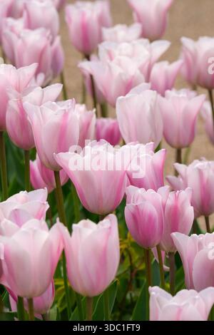 Tulipa Mistress Mystic, Tulpe Mistress Mystic, Triumphgruppe, blasslila Blüten mit rötlich lila Flamme, Stockfoto