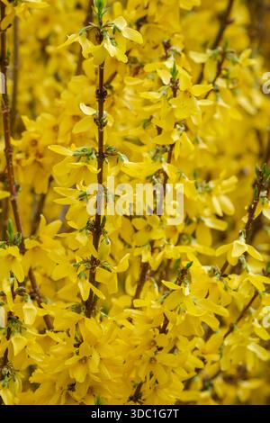 Forsythia intermedia Weekend, Forsythia intermedia Courtalyn, kompakter goldgelb blühender Sträucher Stockfoto