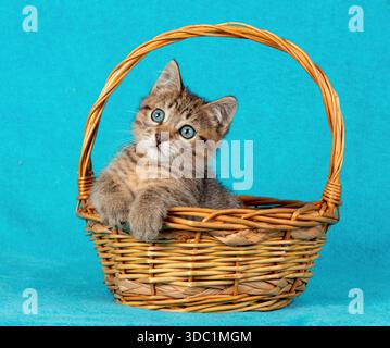 Ein süßes Kätzchen sitzt in einem Korb auf blauem Hintergrund Stockfoto