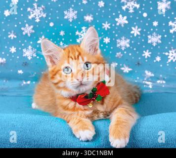 Ein süßes kleines Ingwerkätzchen mit Weihnachtskragen und Schleife liegt auf blauem Hintergrund mit Schneeflocken Stockfoto