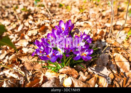 Lila blühende Krokusse auf blattbewachsenem Waldboden Stockfoto