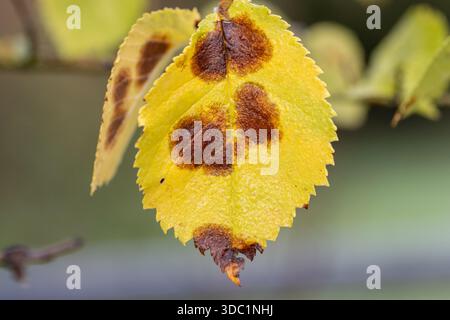 Europäische oder gewöhnliche Buche (Fagus sylvatica) Baum Blatt wird gelb und braunes Gold im Herbst Sonnenlicht isoliert auf einem natürlichen Hintergrund bei Seaton Wetla Stockfoto