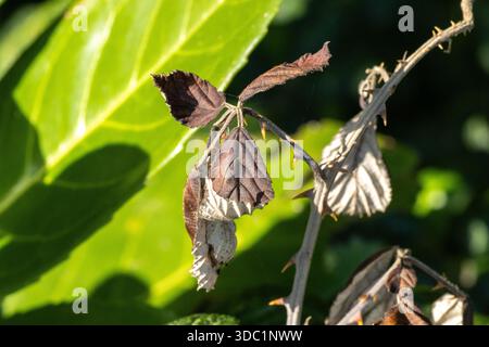 Alte gebrochene dornblütenpflanze (Rubus fruticosus), isoliert auf einem natürlichen Hintergrund in Seaton Wetlands, Devon, Großbritannien Stockfoto