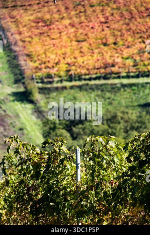 Die Rebstöcke in Reihen zeigen leuchtende Herbstfarben über eine ländliche Weinberglandschaft, die den Jahreswechsel und die Landwirtschaft symbolisiert Stockfoto