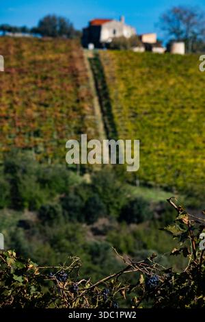 Reife dunkle Trauben hängen im Vordergrund von den Reben, während sich die Reihen des sonnendurchfluteten Weinbergs zu einem traditionellen Bauernhaus unter blauem Himmel erstrecken Stockfoto