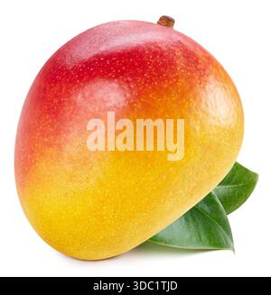 Frische Mangobrüchte mit Blättern auf weißem Hintergrund. Mango mit Beschneidungspfad. Mango-Stapel mit voller Tiefe der Makroaufnahme im Feld. Stockfoto