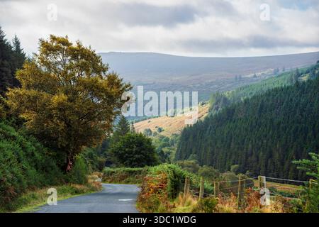 Herbstlandschaft in den Wicklow Mountains, gewundene Landstraße mit Bäumen im frühen Herbst unter weichem Tageslicht, abgelegenem glen und weit entfernten nebeligen Graten. Stockfoto