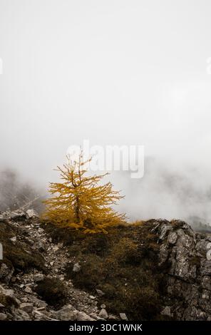 Einsame herbstliche Lärche auf den felsigen Dolomiten im Nebel Stockfoto