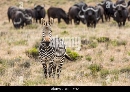 Bergzebra + kap Büffel, Samara Nature Reserve, Eastern Karoo, Südafrika, Stockfoto