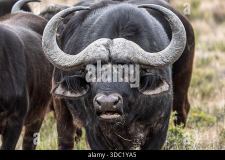 Cape Buffalo, Samara Nature Reserve, Eastern Karoo, Südafrika, Stockfoto