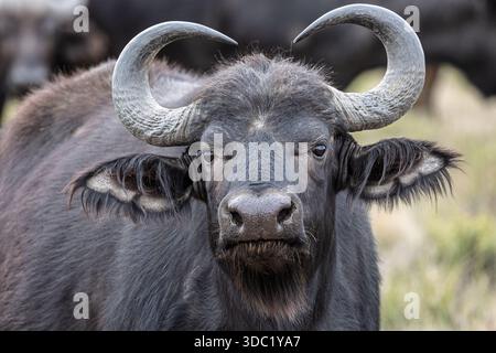 Cape Buffalo, Samara Nature Reserve, Eastern Karoo, Südafrika, Stockfoto