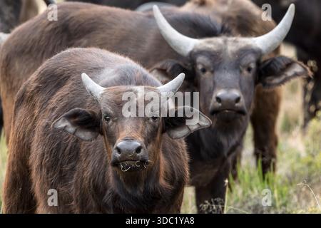 Cape Buffalo, Samara Nature Reserve, Eastern Karoo, Südafrika, Stockfoto