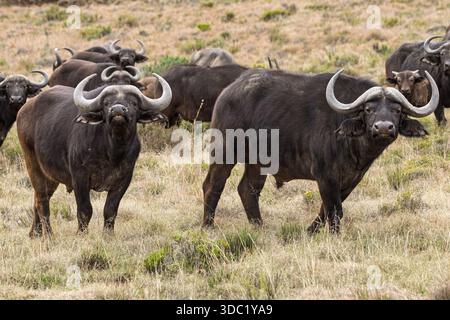 Cape Buffalo, Samara Nature Reserve, Eastern Karoo, Südafrika, Stockfoto