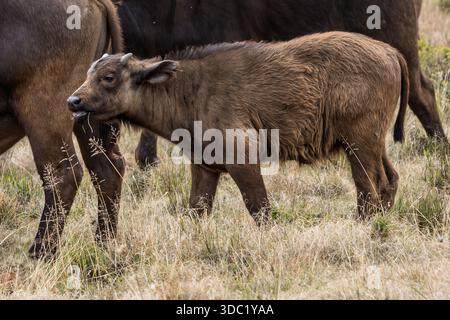 Cape Buffalo, Samara Nature Reserve, Eastern Karoo, Südafrika, Stockfoto