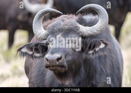 Cape Buffalo, Samara Nature Reserve, Eastern Karoo, Südafrika, Stockfoto