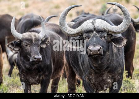 Cape Buffalo, Samara Nature Reserve, Eastern Karoo, Südafrika, Stockfoto