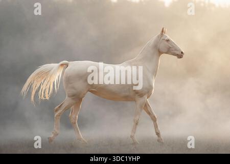 Elegantes, cremefarbenes Akhal-Teke-Pferd bei Sonnenaufgang Stockfoto
