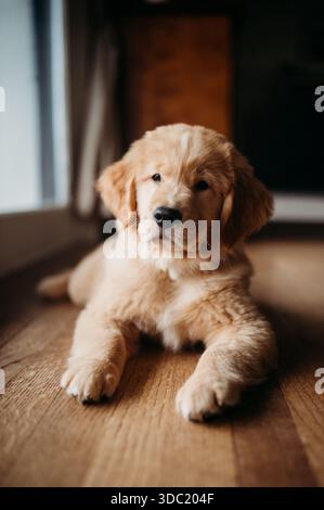 goldener Retriever-Welpe in einem Haus am Fenster Stockfoto