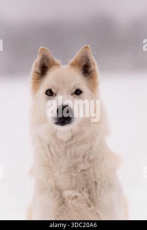 Porträt eines weißen Hundes auf gefrorenem See bei Schneefall Stockfoto