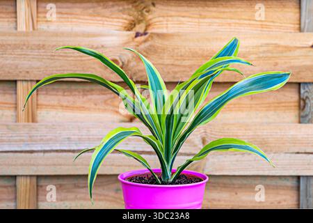Glücklicher Bambus in einem Topf mit Wasser und dekorativen Steinen, dessen Stiele miteinander verflochten sind, um ein harmonisches, Zen-ähnliches Design zu bilden. Stockfoto