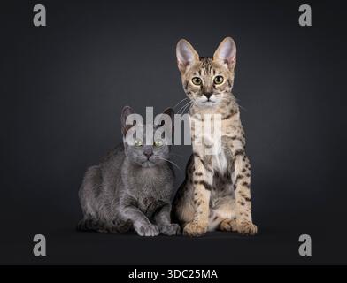 2 verschiedene Farben Savannah Katze, sitzend und liegend Seite an Seite nach vorne gerichtet. Aufmerksamer Blick auf die Kamera. Isoliert auf schwarzem Hintergrund. Stockfoto