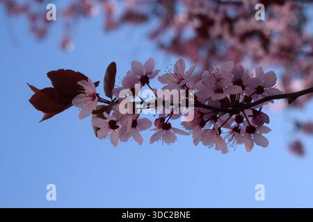 Rosa blühender Kirschbaum im Frühling Stockfoto
