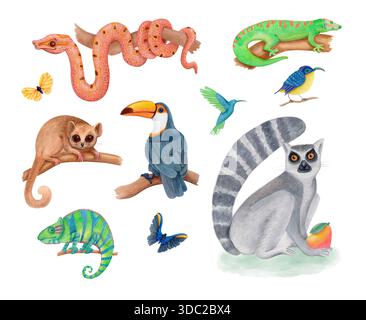 Wasserfarben tropische Dschungel Tiere und Vögel Illustration isoliert auf weiß gesetzt. Süße Lemuren, Tukan, Chamäleon, Schlange und Gecko. Stockfoto