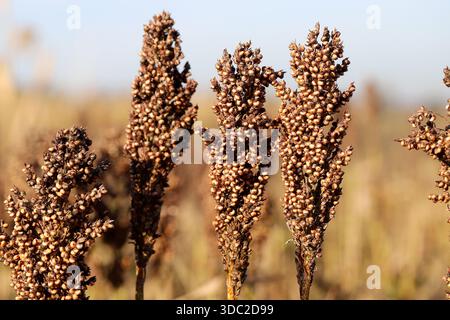 Hirse oder Sorghum Getreide in einem Feld. Es ist weit verbreitet in warmen  Regionen angebaut und ist eine wichtige Quelle fr Getreide und  Futtermittel fr Nutztiere Stockfotografie - Alamy