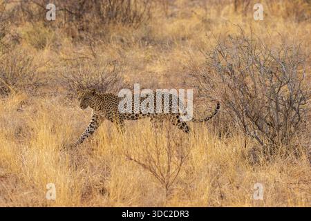 Leopard (Panthera pardus), der im Samburu National Reserve in Kenia auf hohem Gras läuft Stockfoto