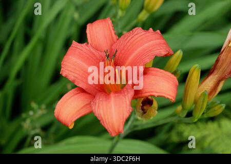 Hemerocallis. Daylily. Hemerocallis Flammenschwert. Standard Taglilien markante orange Blüten von bogenförmigem Laub Stockfoto