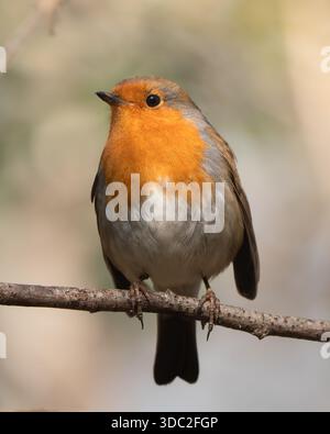 Europäischer rotkehlchen (Erithacus rubecula) auf einem Zweig, kleiner singvogel in natürlichen Waldgebieten. Stockfoto