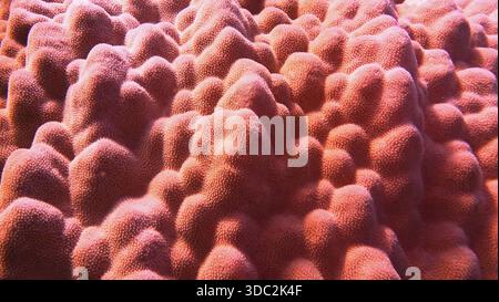 Die organische Textur der Hartkorallen Stockfoto