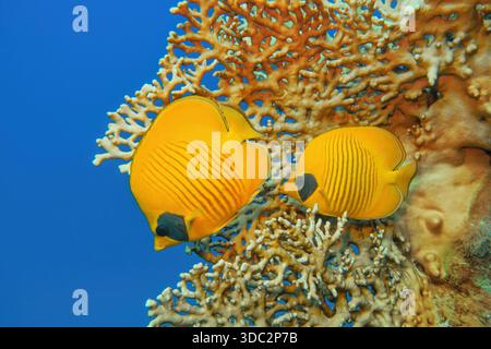 Wunderschöne Unterwasserszene mit Feuerkoralle (Millepora) und ein paar gelben maskierten Schmetterlingsfischen oder Blauwangen-Schmetterlingsfischen (Chaetodon semilarvat) Stockfoto