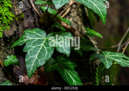 Frische hellgrüne Blätter der Efeu-Hedera-Helix auf graubrauner Baumrinde. Stockfoto