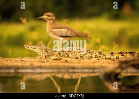 Ein kleines Nil-Krokodil und ein Watvögel laufen Hand in Hand an einem kleinen See in Kwa Zululand, Natal. Stockfoto