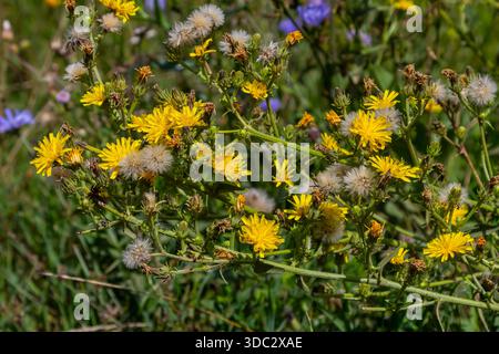 Hieracium laevigatum oder glatter Kraut. Hieracium, bekannt unter dem gebräuchlichen Namen Hawkweed und klassisch als Hierakion. Desktop-Hintergrund mit Blumenmuster. Hieraci Stockfoto