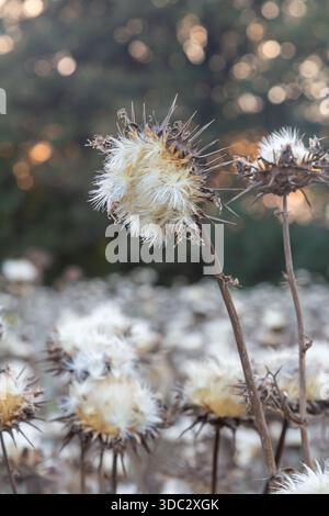 Mariendistel Samenkopf - lateinischer Name - Silybum marianum. Stockfoto