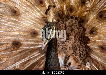 Ein brauner männlicher indischer Pfau steht stolz mit seinem Schwanz voll aufgefächert und schimmert in Erdtönen, während er eine elegante Balz in ihm spielt Stockfoto