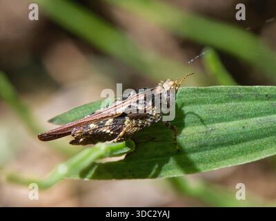 Slender Bodenhopper (Tetrix subulata) sonnt sich auf einem Blatt im Marschland, Kenfig NNR, Glamorgan, Wales, Vereinigtes Königreich, Juni. Stockfoto
