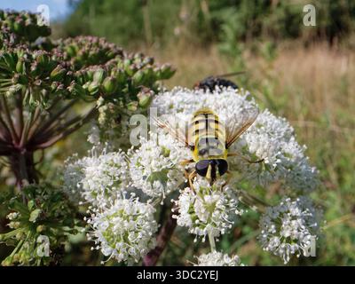 Batman hoverfly (Myathropa florea) Nektaring von Wild Angelica (Angelica sylvestris) Blumen in einem Waldritt, Green Lane Wood, Gloucestershire, Großbritannien. Stockfoto