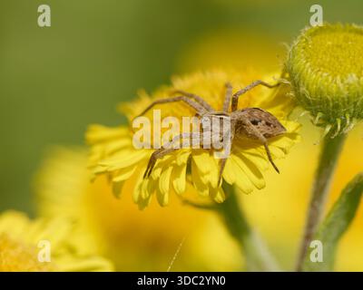 Baumspinne (Pisaura mirabilis) wartet auf Insekten, die sie besuchen, um auf Common fleabane (Pulicaria dysenterica), Green Lane Wood, Glos, Großbritannien zu fangen. Stockfoto