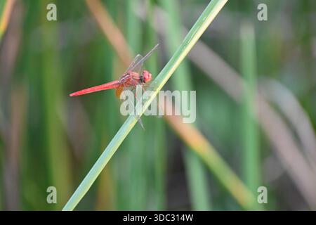 Eine rote Libelle ist auf einem hohen Grashalm in der Nähe eines landwirtschaftlichen Feldes zu sehen Stockfoto