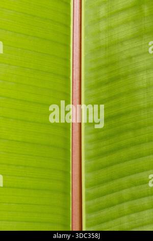 Bananenblattmaterial durch Transparenz Stockfoto