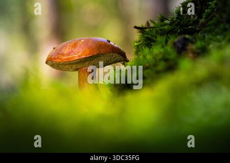 Ein Boletus Bai Pilz im Wald von Saint-Germain-en-laye Stockfoto