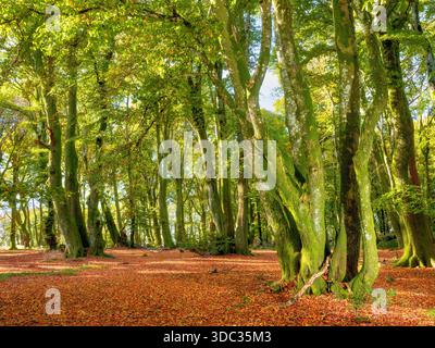 Ein Buchenwald im Herbst Stockfoto