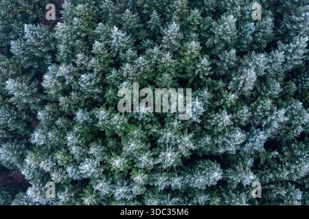 Ein Wald von frostigen Tannen im Morvan im Winter Stockfoto