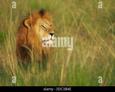 Großer männlicher Löwe (Panthera leo) mit Blick über das Grasland im goldenen Glanz der Morgendämmerung in Masai Mara Conservancies, Greater Mara, Kenia, Afrika Stockfoto